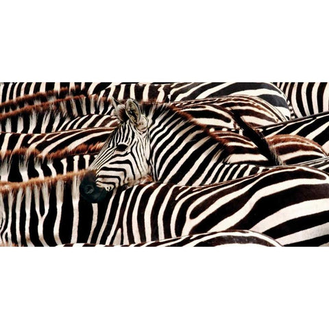 Herd of zebras Black Modern Wood Framed Art Print by Pangea Images