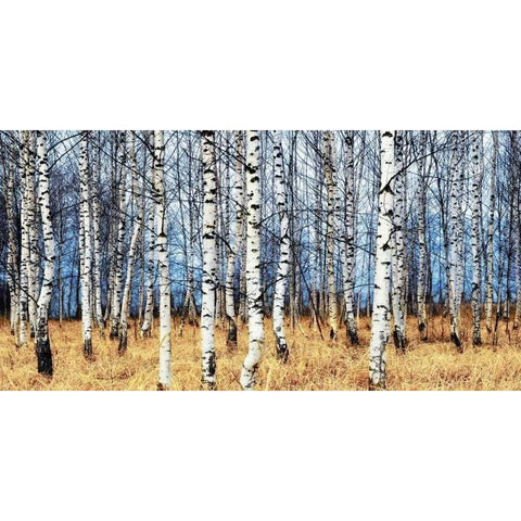 Birch grove in autumn Gold Ornate Wood Framed Art Print with Double Matting by Znamenskiy, Oleg