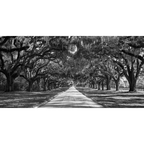 Tree lined plantation entrance, South Carolina White Modern Wood Framed Art Print by Anonymous