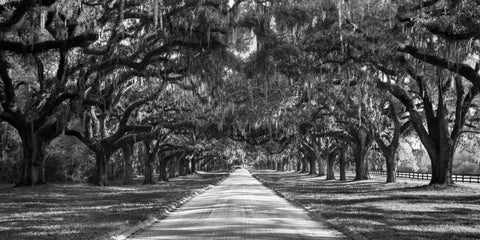 Tree lined plantation entrance, South Carolina White Modern Wood Framed Art Print with Double Matting by Anonymous