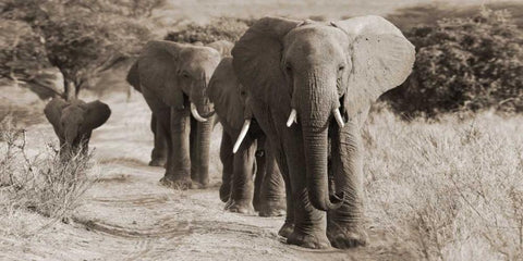 Herd of African Elephants- Kenya Black Ornate Wood Framed Art Print with Double Matting by Anonymous