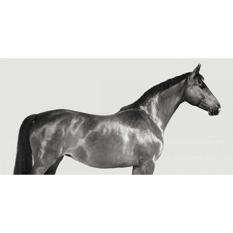 Kingsman Cavalier- English Thoroughbred White Modern Wood Framed Art Print by Pangea Images