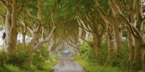 The Dark Hedges, Ireland White Modern Wood Framed Art Print with Double Matting by Pangea Images