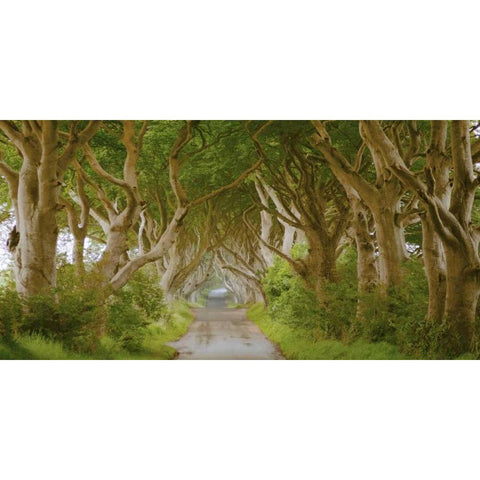 The Dark Hedges, Ireland White Modern Wood Framed Art Print by Pangea Images