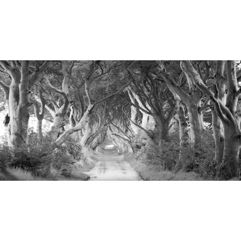 The Dark Hedges, Ireland (BW) White Modern Wood Framed Art Print by Pangea Images