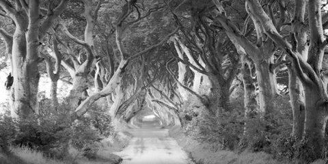 The Dark Hedges, Ireland (BW) White Modern Wood Framed Art Print with Double Matting by Pangea Images