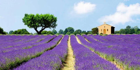 Lavender Fields, France  White Modern Wood Framed Art Print with Double Matting by Pangea Images