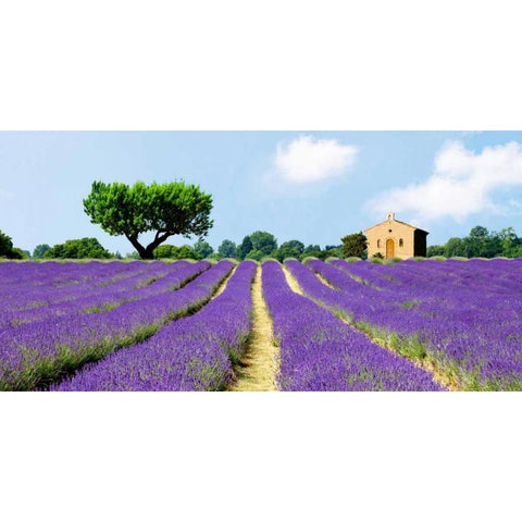 Lavender Fields, France  Black Modern Wood Framed Art Print with Double Matting by Pangea Images