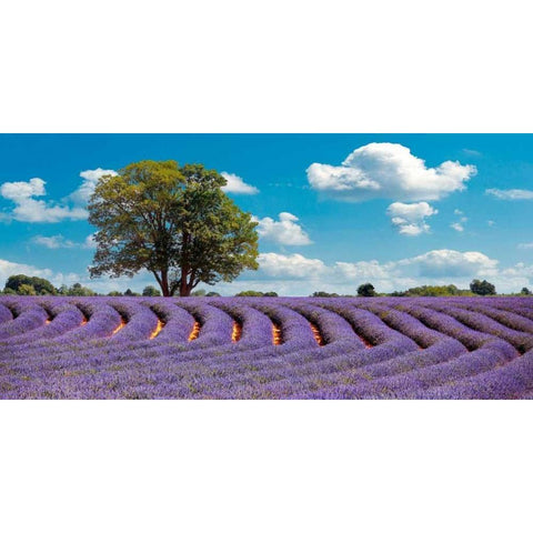 Lavender Field in Provence, France Black Modern Wood Framed Art Print by Pangea Images