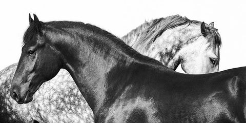 Lovers White Modern Wood Framed Art Print with Double Matting by Pangea Images