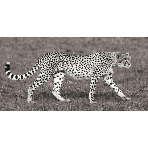 Cheetah Hunting, Masai Mara White Modern Wood Framed Art Print by Pangea Images