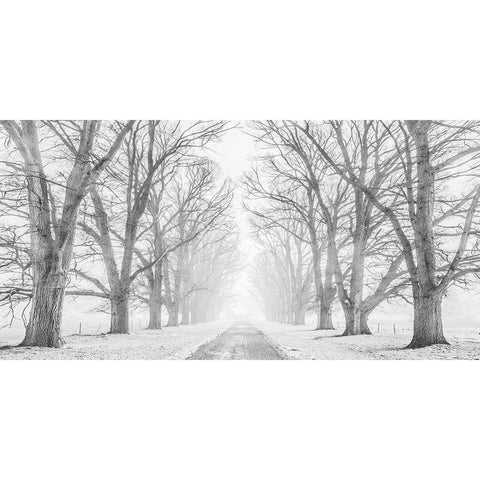 Tree lined road in the snow Gold Ornate Wood Framed Art Print with Double Matting by Pangea Images