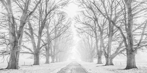 Tree lined road in the snow Black Ornate Wood Framed Art Print with Double Matting by Pangea Images