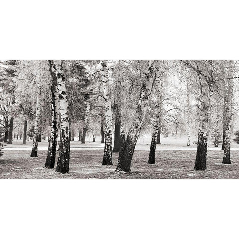 Birches in a Park White Modern Wood Framed Art Print by Pangea Images
