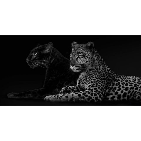 Brotherhood White Modern Wood Framed Art Print by Lauren, Julian