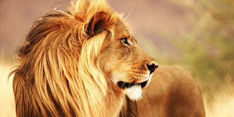 Male lion, Namibia (detail) White Modern Wood Framed Art Print with Double Matting by Anonymous