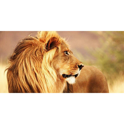 Male lion, Namibia (detail) Gold Ornate Wood Framed Art Print with Double Matting by Anonymous