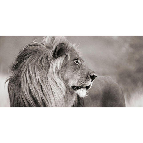 Male lion, Namibia (detail, BW) Gold Ornate Wood Framed Art Print with Double Matting by Anonymous