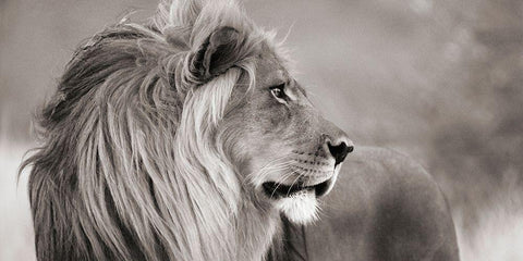 Male lion, Namibia (detail, BW) White Modern Wood Framed Art Print with Double Matting by Anonymous