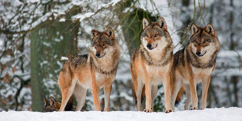 Wolves in the snow, Germany (detail) Black Ornate Wood Framed Art Print with Double Matting by Anonymous