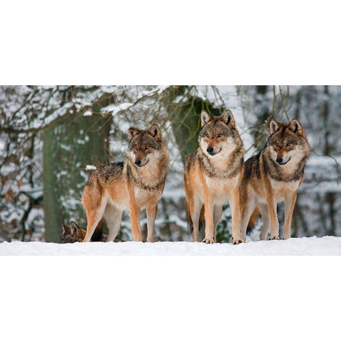 Wolves in the snow, Germany (detail) White Modern Wood Framed Art Print by Anonymous