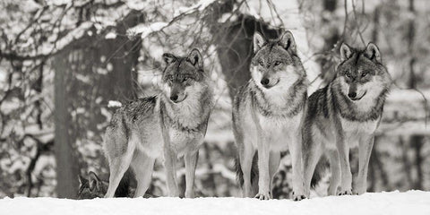 Wolves in the snow, germany (detail, BW) White Modern Wood Framed Art Print with Double Matting by Anonymous