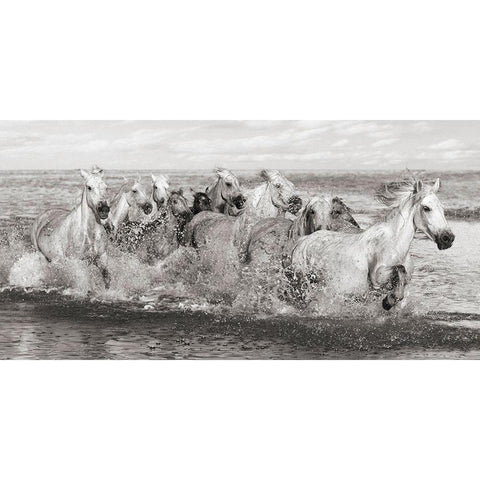 Herd of Horses- Camargue White Modern Wood Framed Art Print by Pangea Images