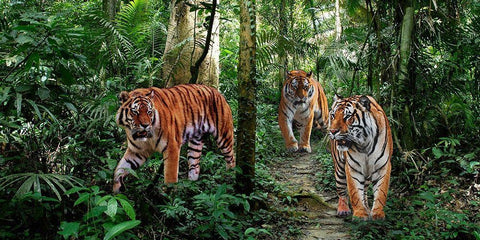 Bengal Tigers (detail) White Modern Wood Framed Art Print with Double Matting by Pangea Images