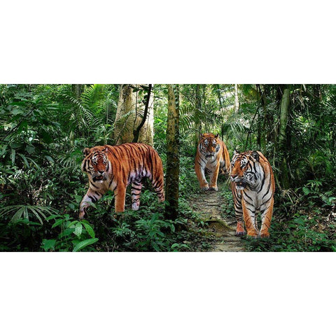 Bengal Tigers (detail) Black Modern Wood Framed Art Print by Pangea Images