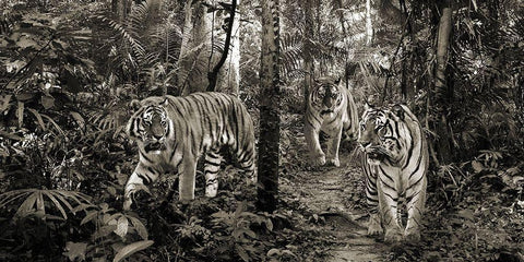 Bengal Tigers (detail- BW) White Modern Wood Framed Art Print with Double Matting by Pangea Images