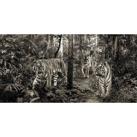 Bengal Tigers (detail- BW) Black Modern Wood Framed Art Print by Pangea Images