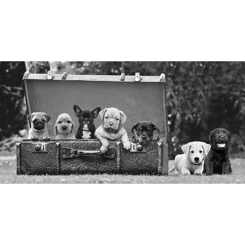 Dog Pups in a Suitcase White Modern Wood Framed Art Print by Pangea Images