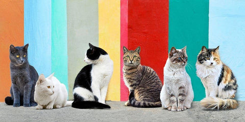 Cats in the Sun White Modern Wood Framed Art Print with Double Matting by Pangea Images