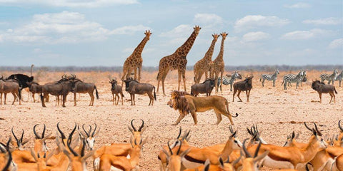 Sovereign passing by (Masai Mara) White Modern Wood Framed Art Print with Double Matting by Pangea Images