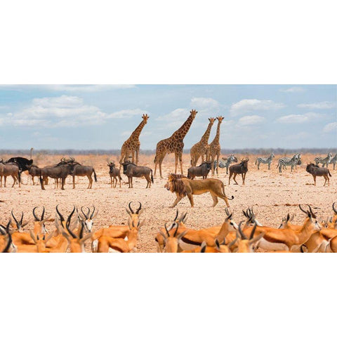 Sovereign passing by (Masai Mara) White Modern Wood Framed Art Print by Pangea Images