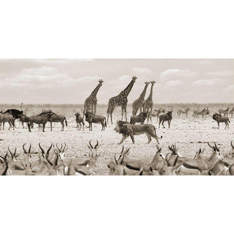 Sovereign passing by (Masai Mara-BW) Black Modern Wood Framed Art Print with Double Matting by Pangea Images