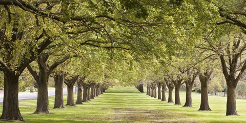 Rows of trees bordering greensward White Modern Wood Framed Art Print with Double Matting by Ocean IMAGES
