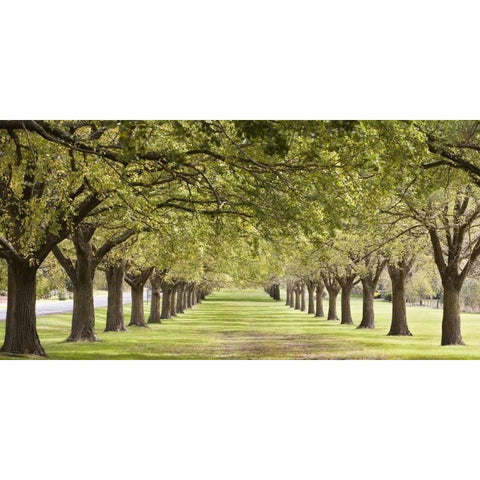 Rows of trees bordering greensward White Modern Wood Framed Art Print by Ocean IMAGES