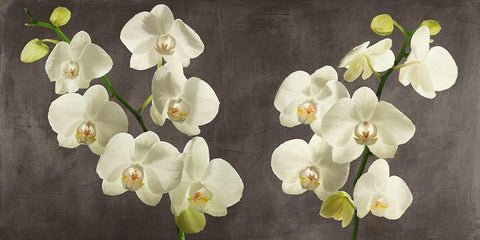Orchids on Grey Background Black Ornate Wood Framed Art Print with Double Matting by Antinori, Andrea