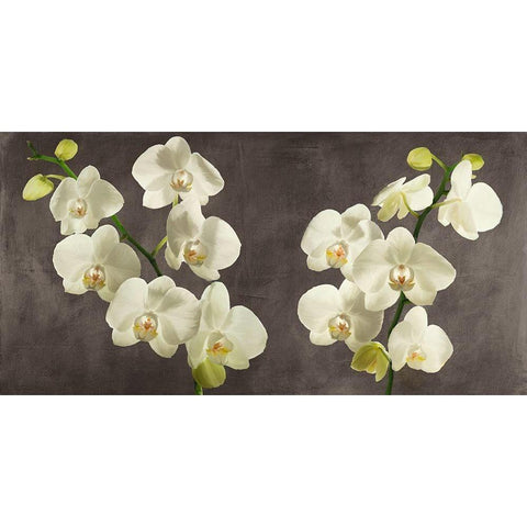 Orchids on Grey Background Black Modern Wood Framed Art Print by Antinori, Andrea