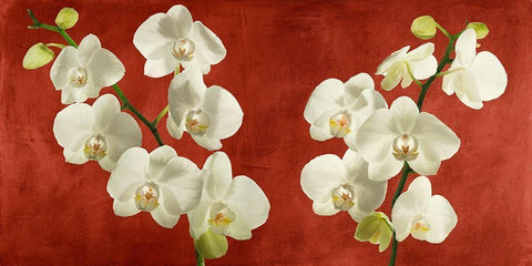 Orchids on Red Background White Modern Wood Framed Art Print with Double Matting by Antinori, Andrea