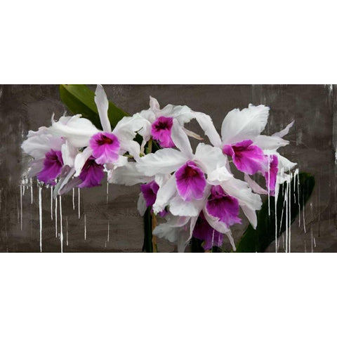 Orchid blackboard Black Modern Wood Framed Art Print with Double Matting by Vinci, Alex