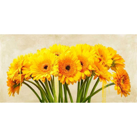 Gerbera Abstraction White Modern Wood Framed Art Print by Vinci, Alex
