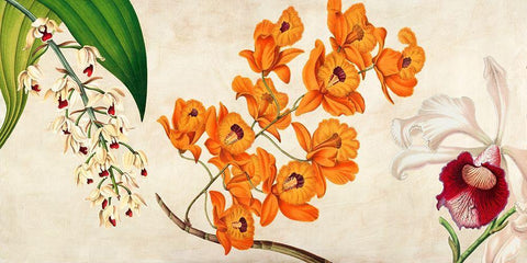 Panneau Botanique II Black Ornate Wood Framed Art Print with Double Matting by Dellal, Remy