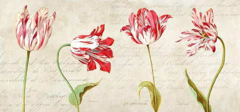 Botaniques Moderne White Modern Wood Framed Art Print with Double Matting by Dellal, Remy