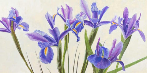 Iris White Modern Wood Framed Art Print with Double Matting by Dolci, Elena