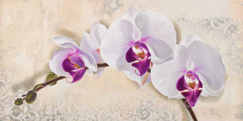Royal Orchid Black Ornate Wood Framed Art Print with Double Matting by Dolci, Elena