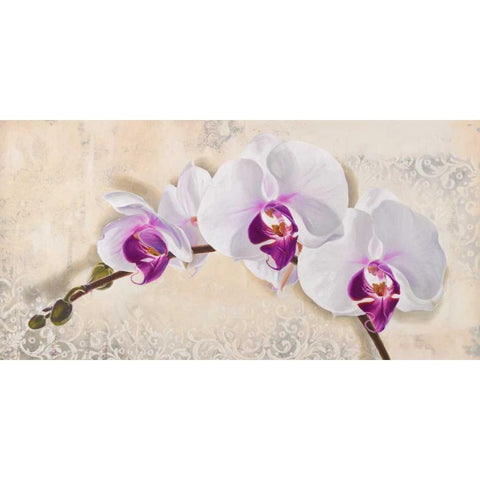 Royal Orchid Black Modern Wood Framed Art Print by Dolci, Elena