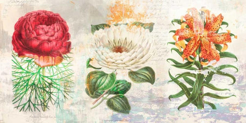 Hortus Botanicus 2.0 White Modern Wood Framed Art Print with Double Matting by Chestier, Eric