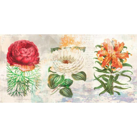 Hortus Botanicus 2.0 Black Modern Wood Framed Art Print with Double Matting by Chestier, Eric